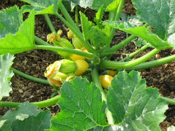 round_courgettes