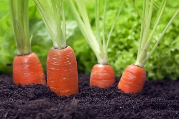 Почва для моркови