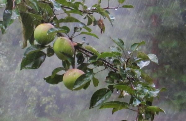 Неблагоприятные условия для яблони
