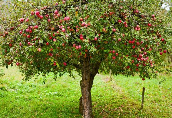 Плодоношение яблони