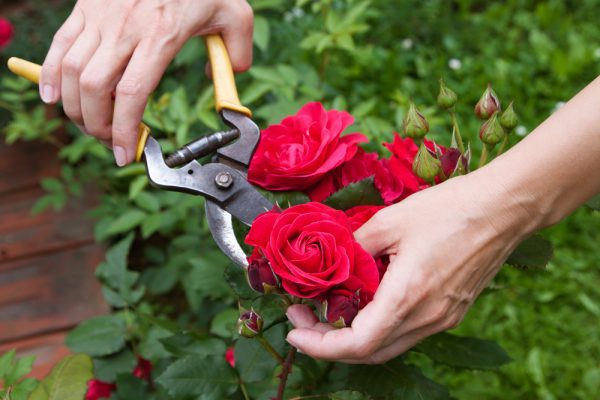 Pruning-Rose-Bushes