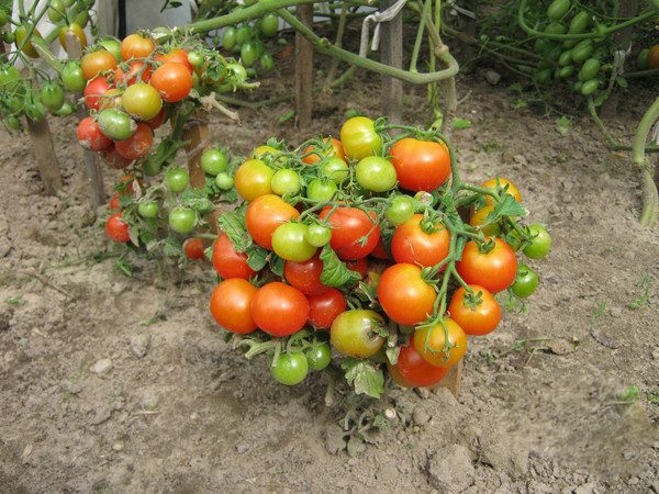 Штамбовые томаты