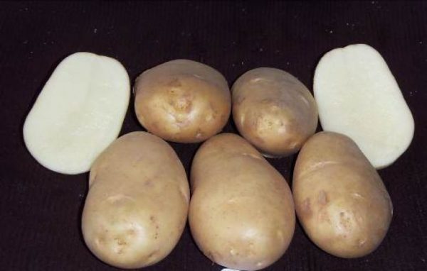 Сорт картофеля "Чародей"