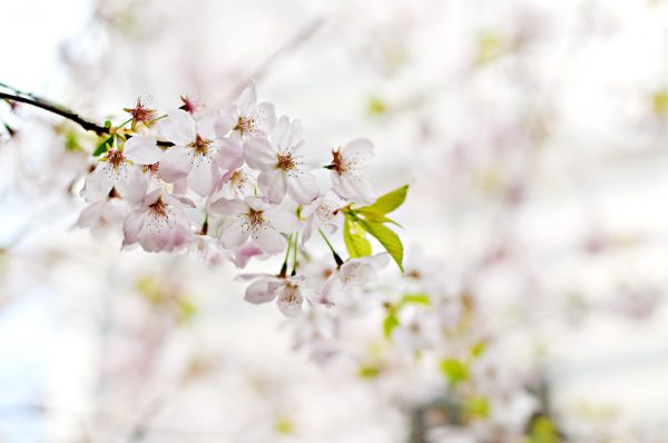 cherry-blossom-1246539_1920