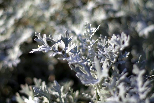 gray-plants-1680817_1920