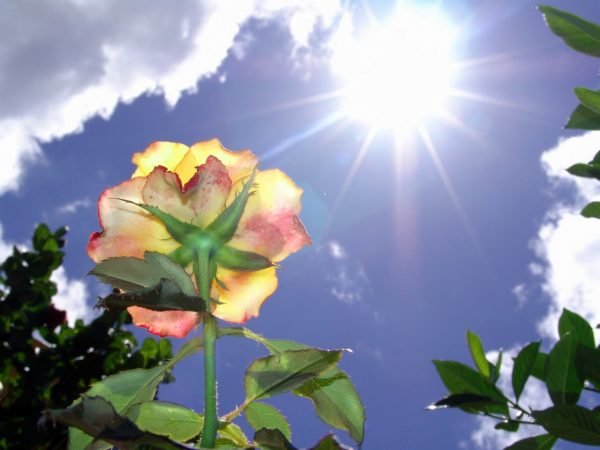 Солнечный свет для роз