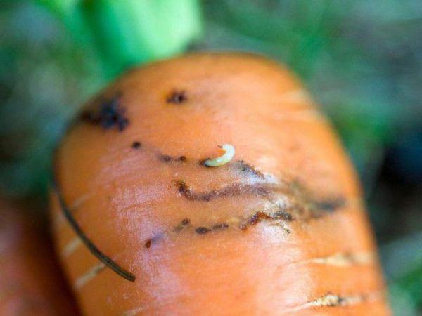 Личинки морковной мухи в моркови