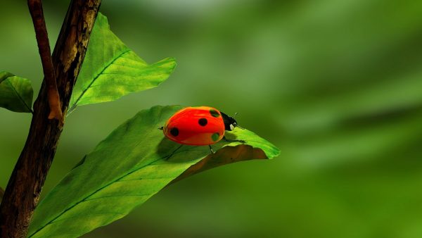 ladybird-163480_1280