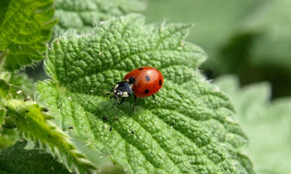 ladybug-349456_1920