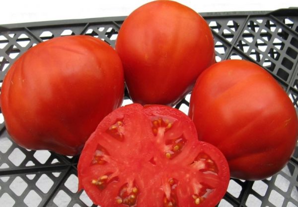 pomidor4-1