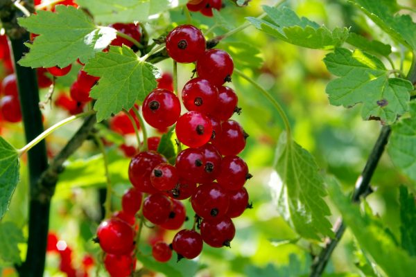 red-currant-1508506_1920