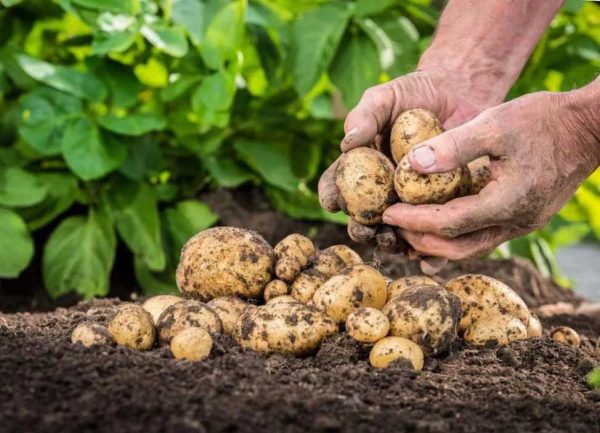 Бережный сбор урожая картофеля