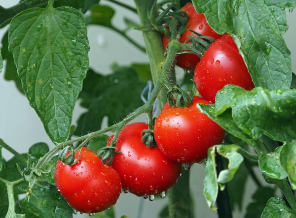 tomatoes-1561565_1920