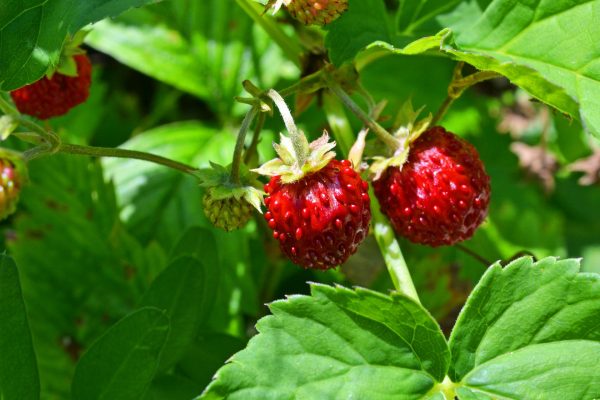 wild-strawberries-1493472_1920