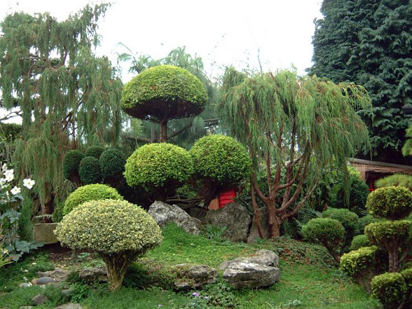 Сад в стиле бонсай