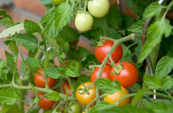 Как ускорить созревание помидоров
