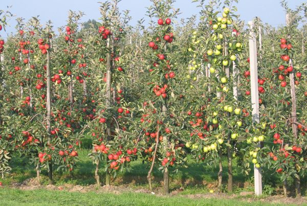 Яблони разных сортов в саду
