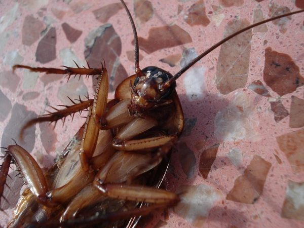 cockroach-15093_640