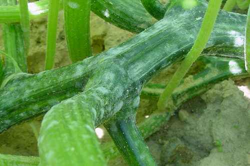 cucumbers5-1