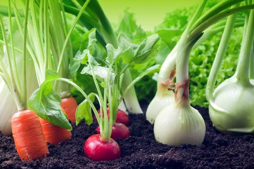 Как выращивать больше овощей чем можно себе представить?