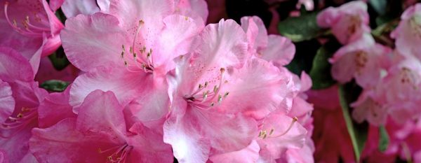 rhododendron3