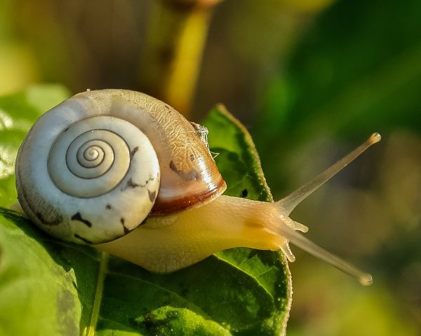snail-405384_1920