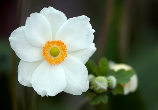 summer-anemone-224501_1920