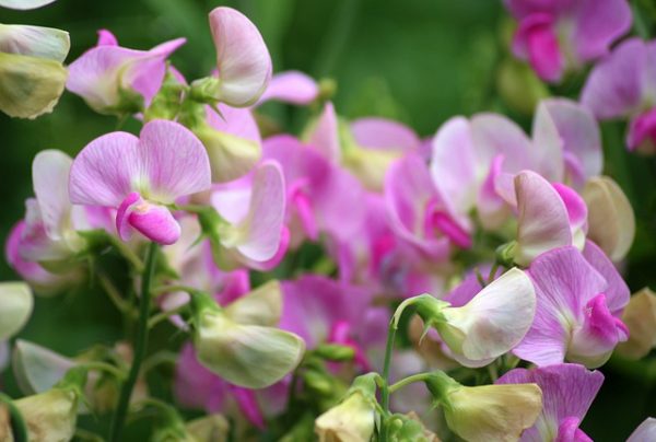 sweet-pea-scented-3474709_640