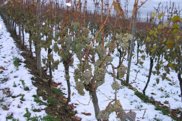 защита винограда от заморозков