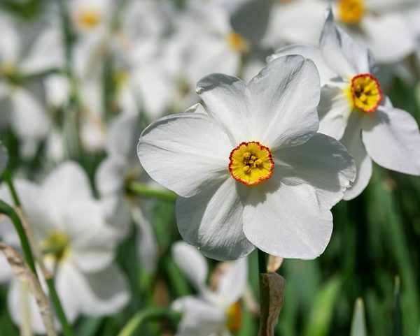 daffodil-3321946_640