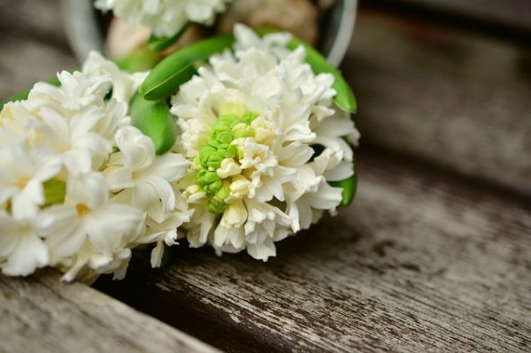hyacinth-2105365_640