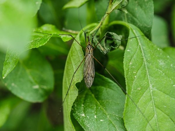 insect-3415406_640