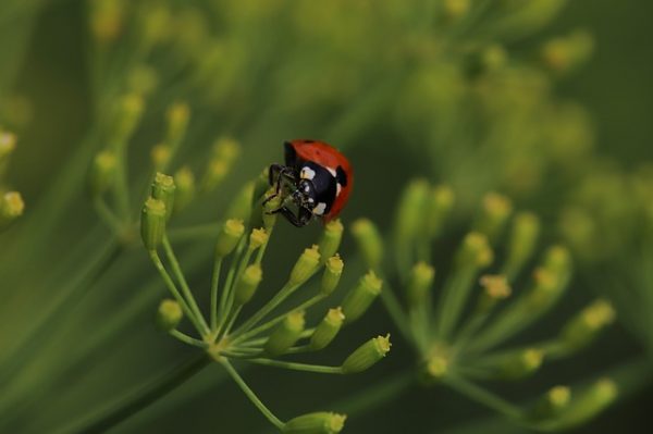 ladybug-3575868_640