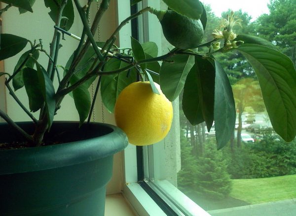 lemon4