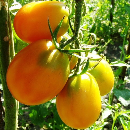 sorta_pomidor6