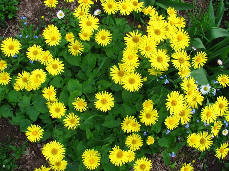 Многолетние цветы фото с названиями желтого цвета