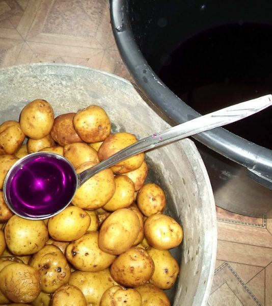 Картошку залило водой. Яровизация картофеля. Картофель в марганцовке перед посадкой. Командор для обработки картошки. Слой картофеля заливкой.