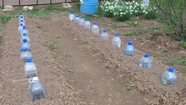 Арбузы Как правильно выращивать в средней полосе?