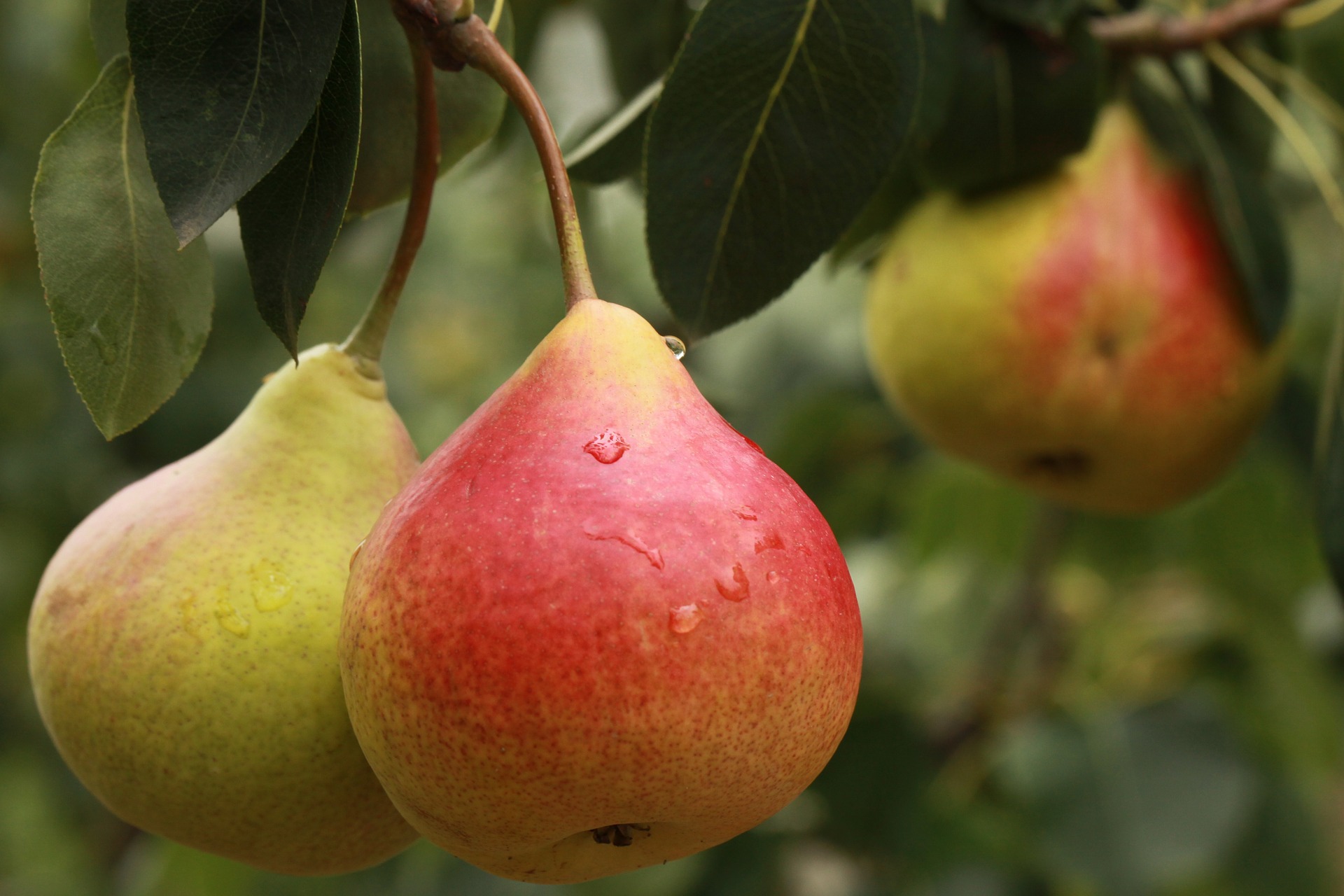 Pear. Груша Жозефина Мехельнская. Груша Кокинская. Груша Армут. Сорт груши Пирус.