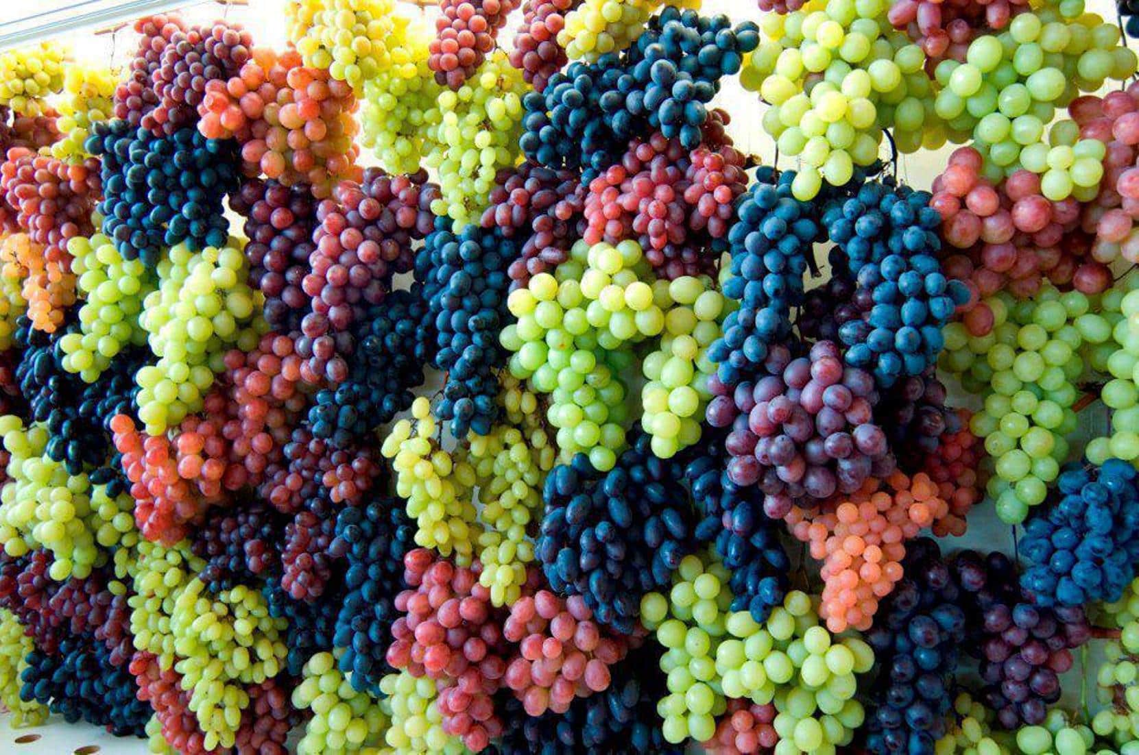 Виноград в больших количествах. Виноград кишмиш чёрный Узбекистан. Маковей виноград. Мозак виноград. Rainbow grapes виноград.