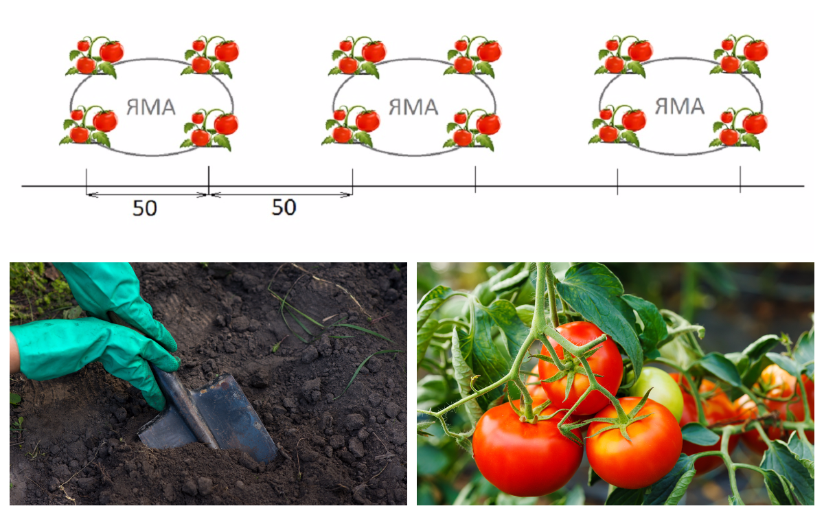 Квадратно гнездовой. Квадратно гнездовой способ посадки томатов. Схема посадки томатов на грядке. Схема посадки рассады помидор в теплице. Способы возделывания томата в открытом.