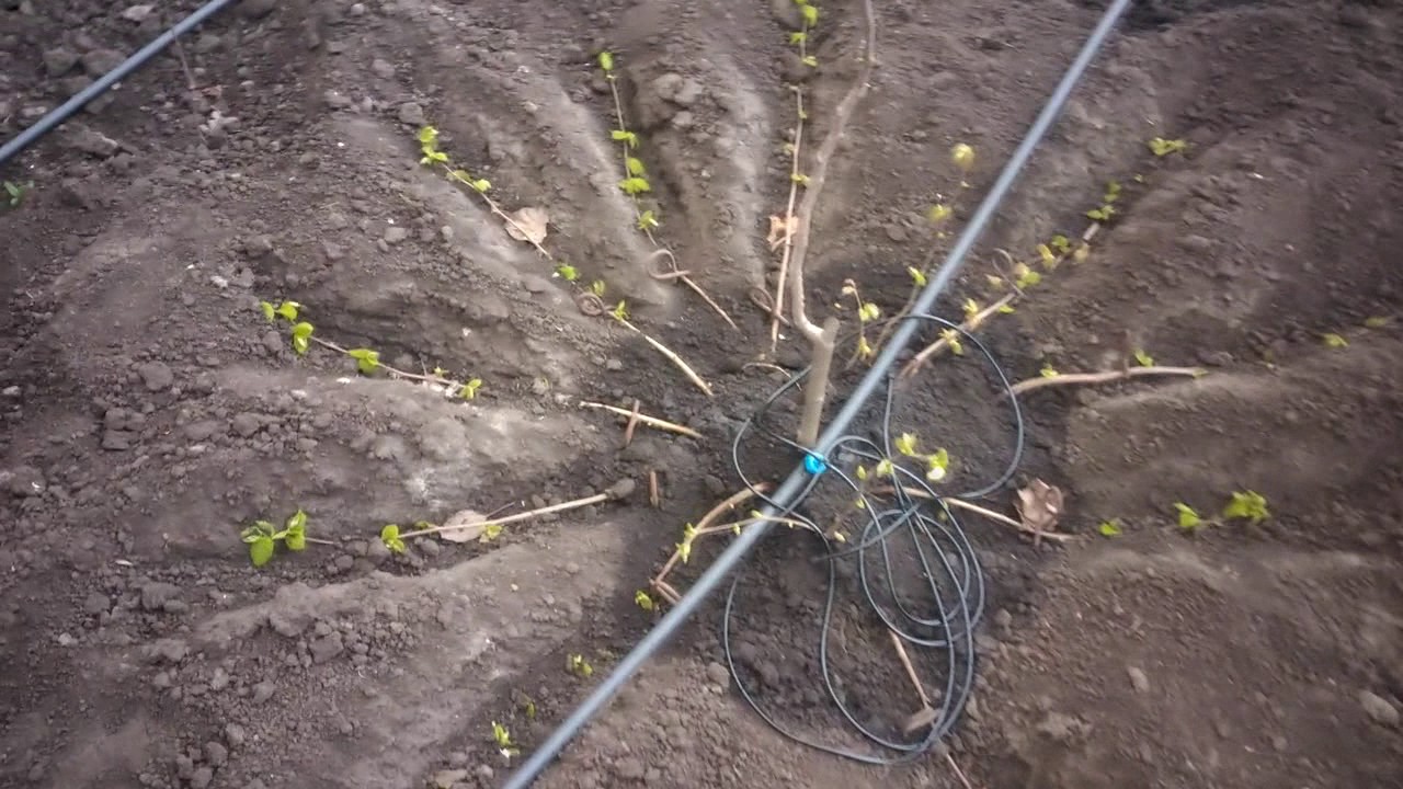 Фундук в горшке. Лещина обыкновенная саженцы. Фундук полив. Лещина обыкновенная орешник лесной орех. Лещина обыкновенная орешник.