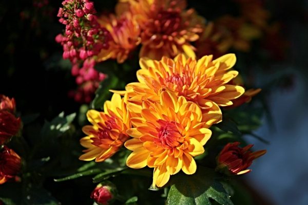 chrysanthemums-2793019_640