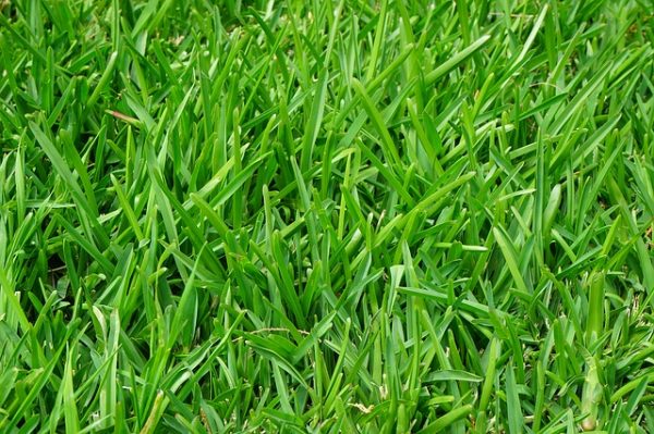 grass-375586_640