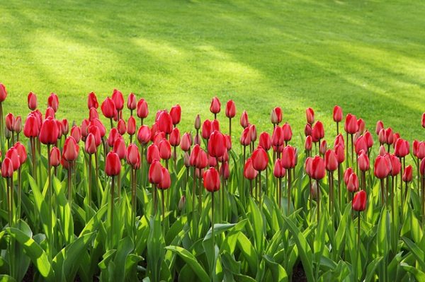 tulips-21620_640
