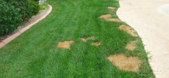 urine-spots-lawn