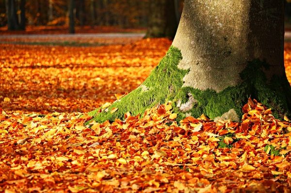 fall-foliage-1913485_640