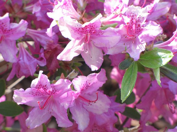 rododendron5