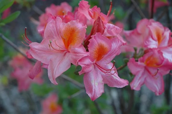rododendron6