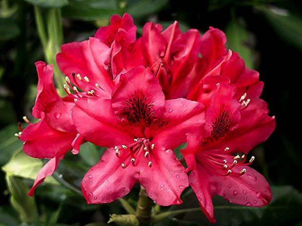 rododendron7